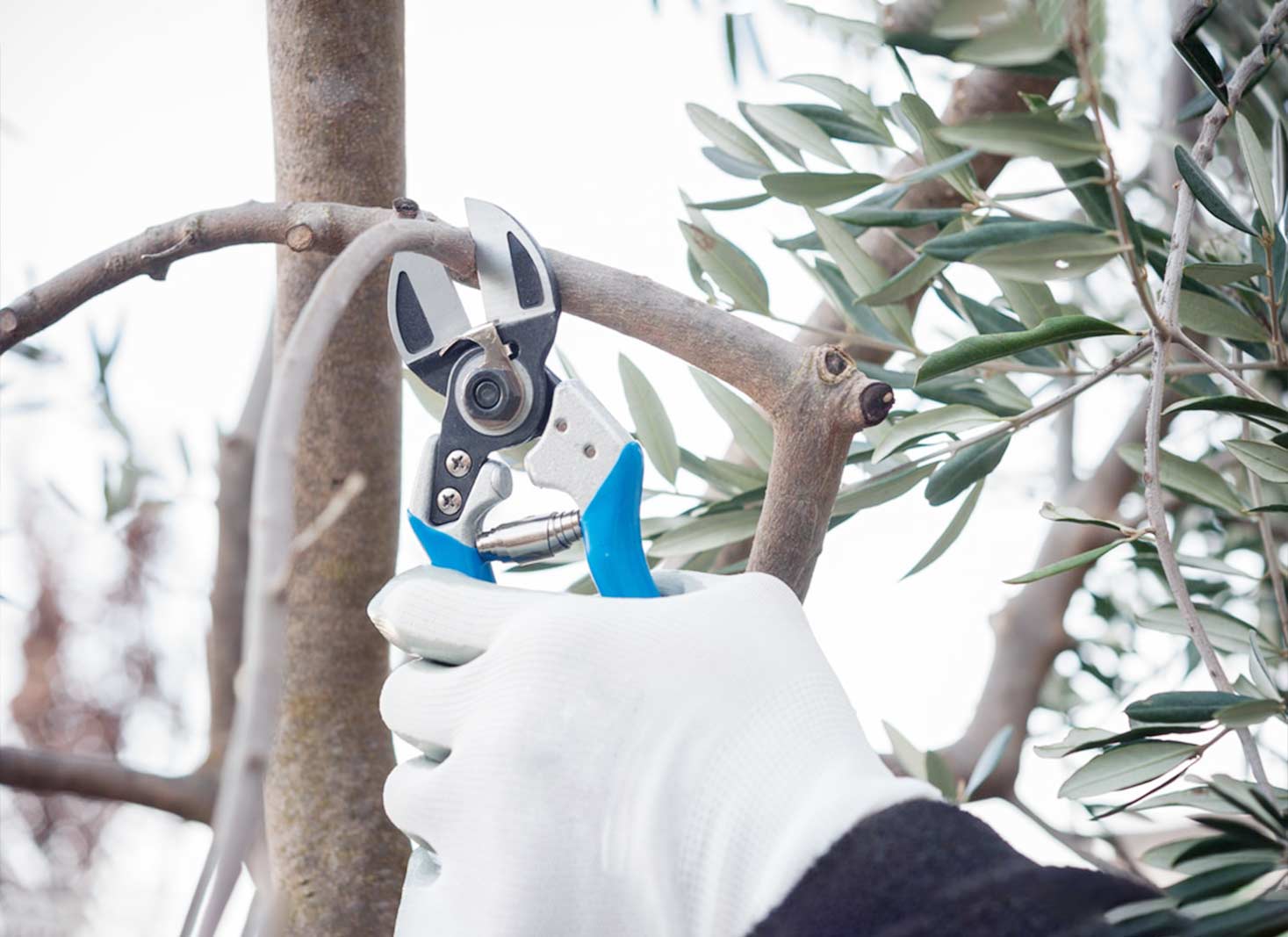 How To Prune an Olive Tree in 2023