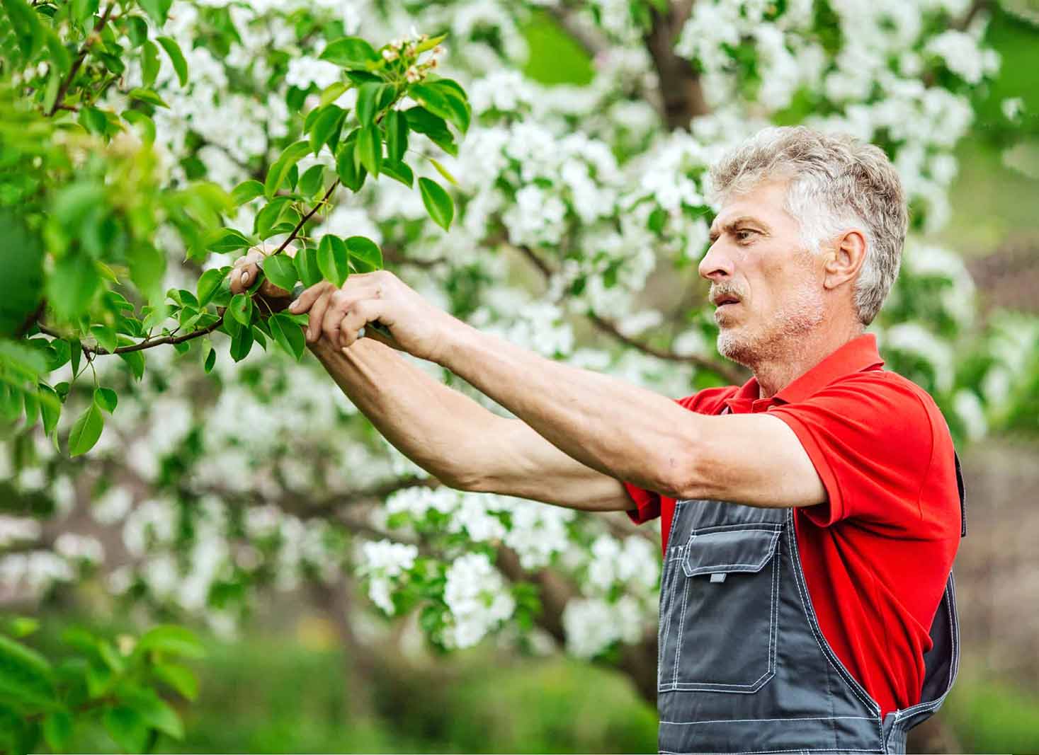 When To Prune Fruit Trees for Maximum Harvest in 2023