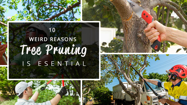 10 reasons tree pruning is essential
