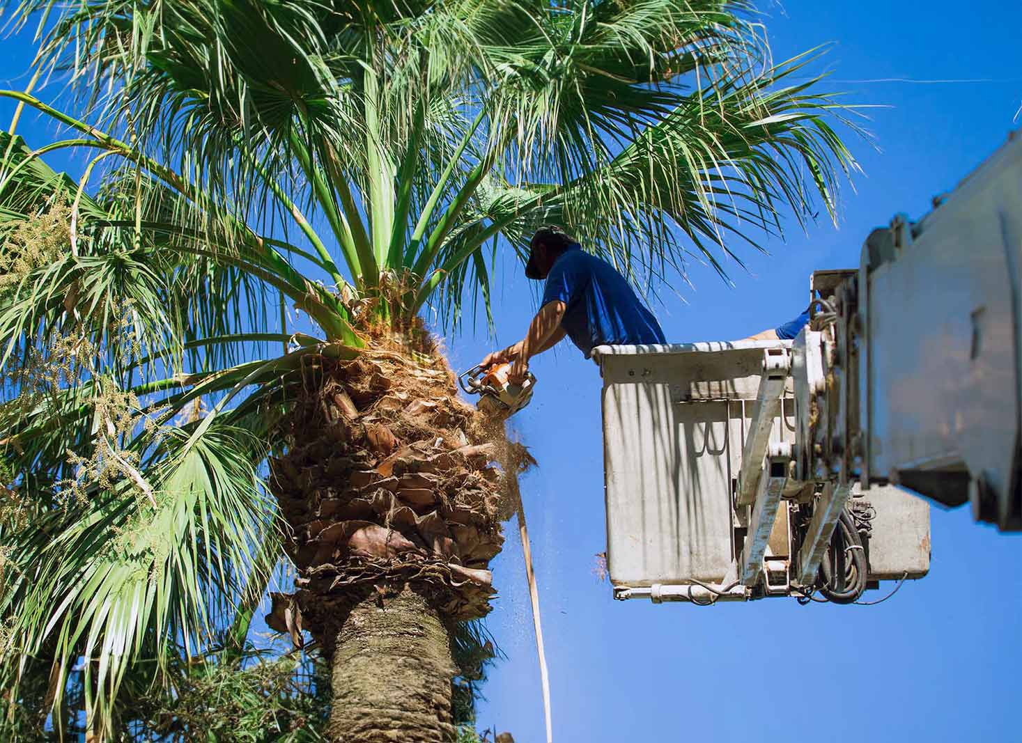A person researching palm tree trimming services in Nevada