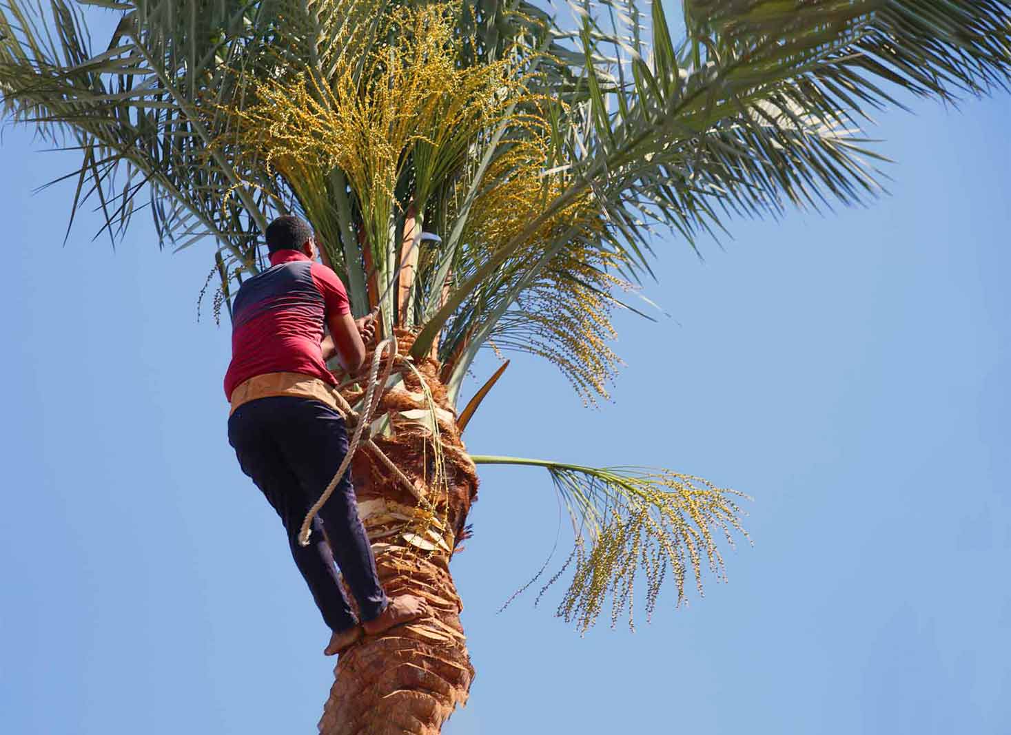 A person trimming a palm tree in Nevada