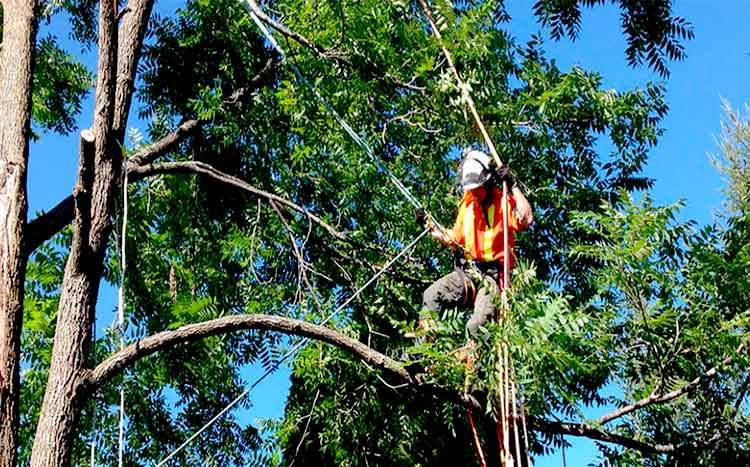 Affordable tree services near me