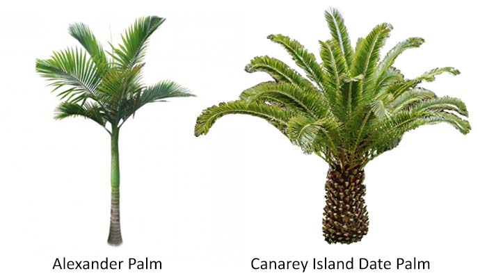 alexander palm vs Canarey Isnalnd Date alm