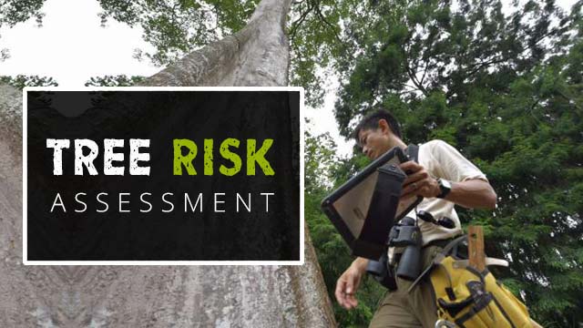 arborist assessing tree risk
