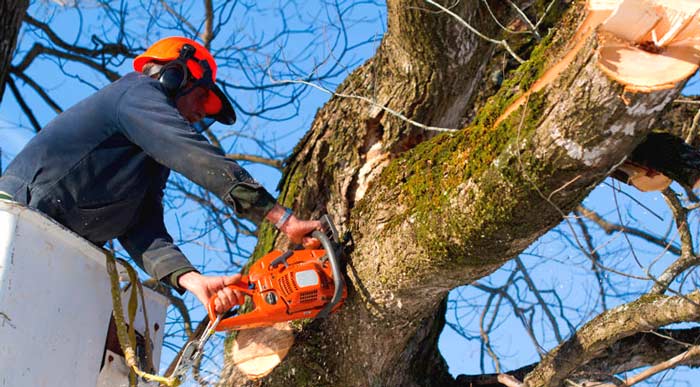 arborist removing a large tree branch