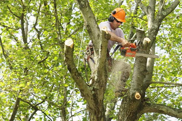 arborist trimming oak tree
