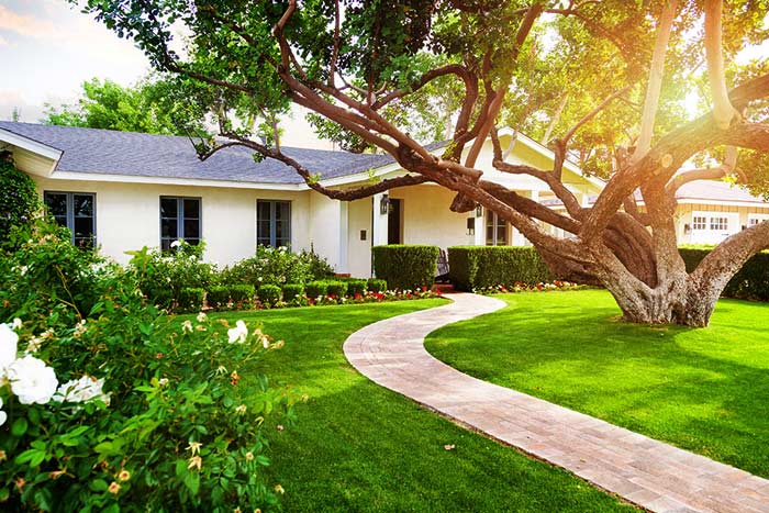 beautiful tree gives curb appeal