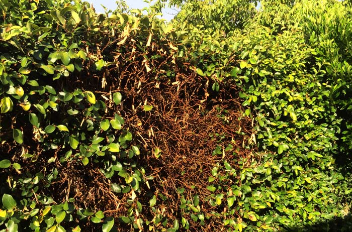 brown patches on hedge