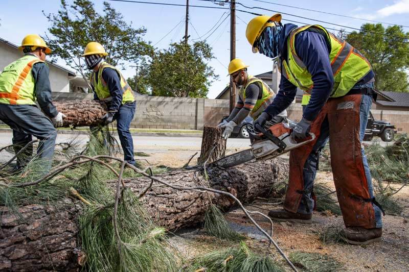Can tree removal companies work without a license
