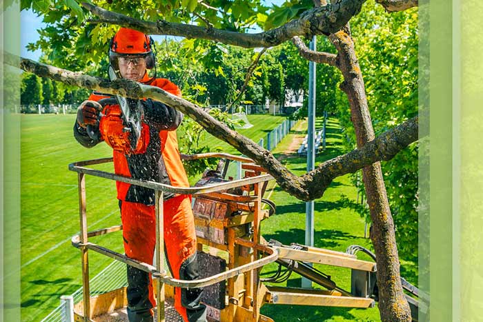 certified arborist trimming a tree