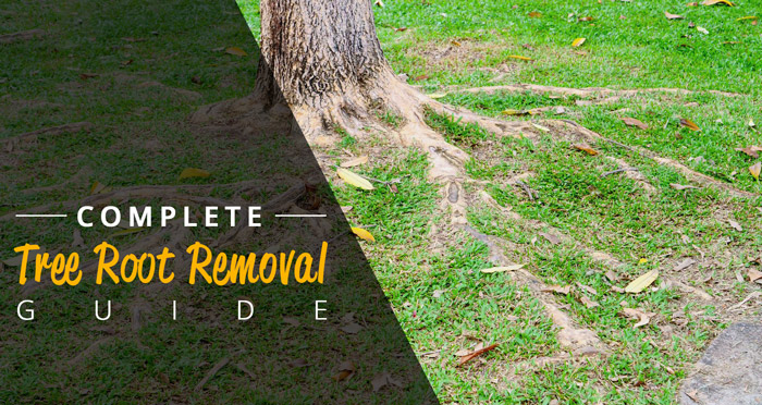 complete tree root removal guide