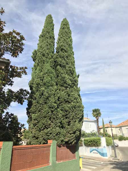 Conifer tree removal cost example