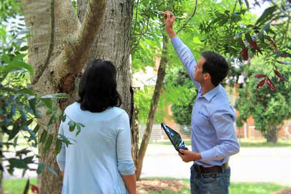 consulting arborist inspecting tree