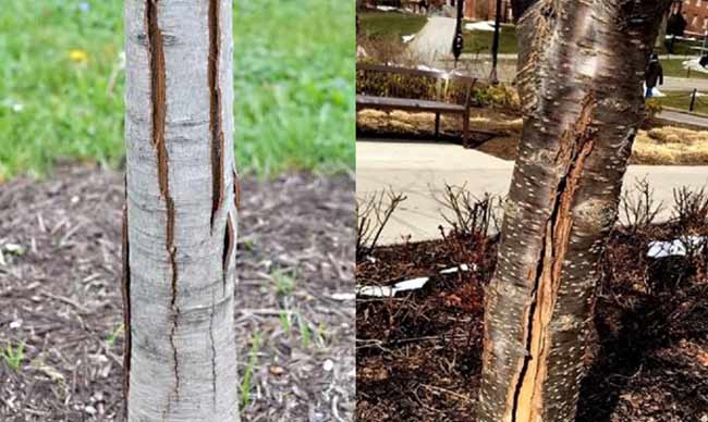 cracking splitting bark on tree examples