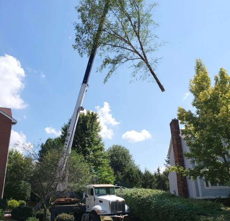 crane assisted tree removal large