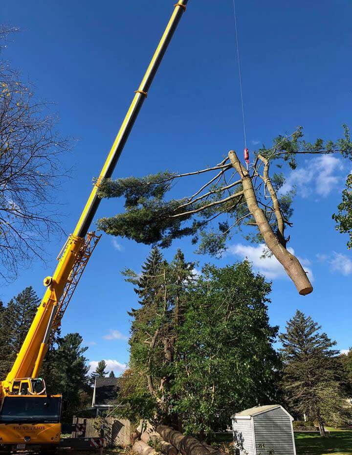crane use for tree removal