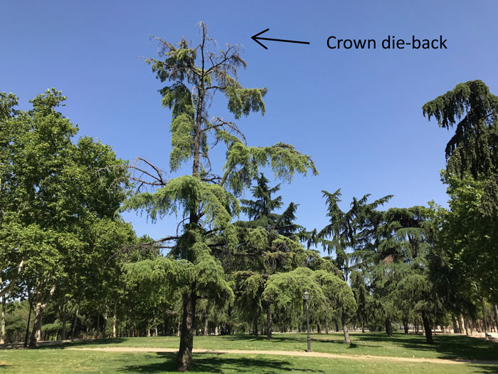 crown die back on mature pine tree