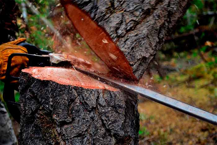 Dead tree removal cost cutten tree