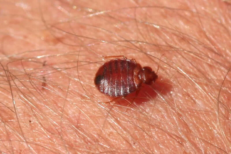 Do Bed Bugs Have a Natural Enemy