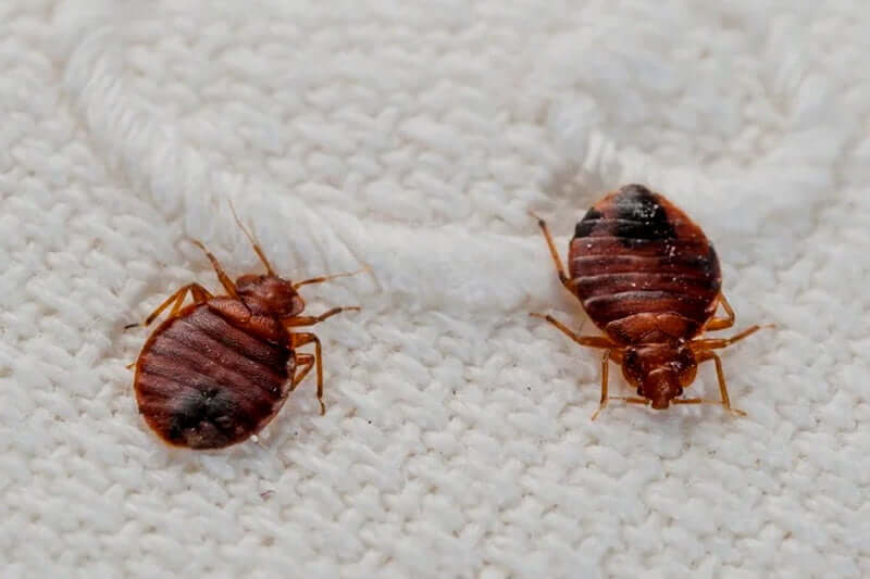 Do you have to treat the whole house for bed bugs