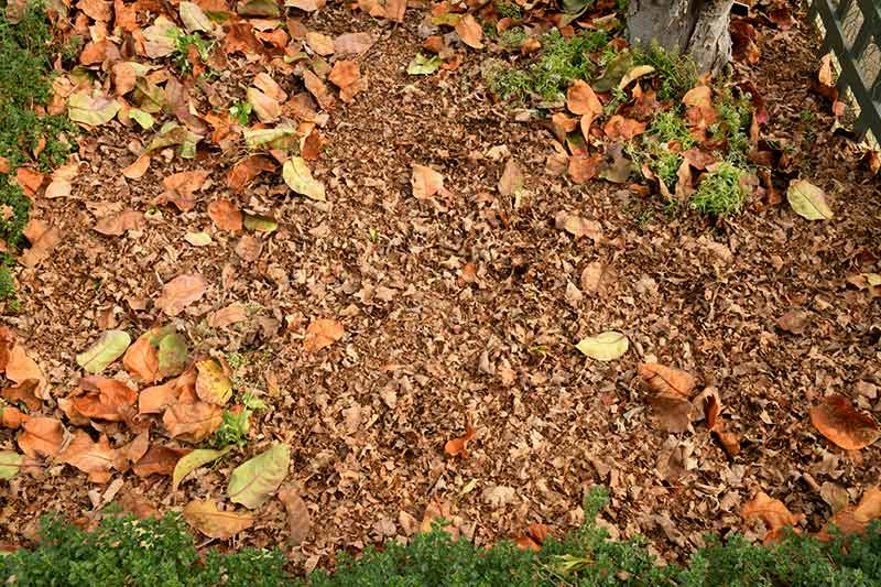 Does Mulch Attract Termites