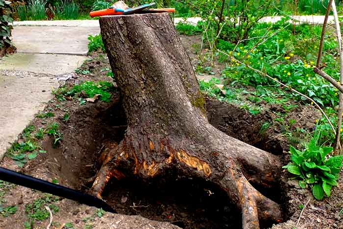 Does stump removal include removing roots too stump removes with roots