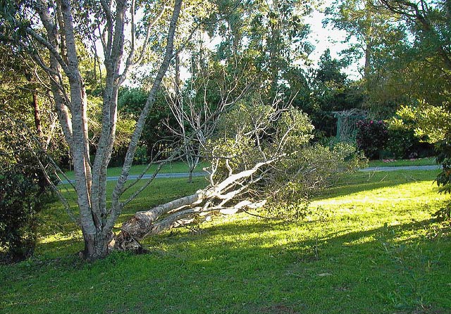 downed tree in backyard