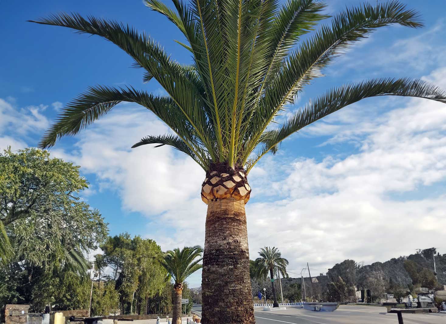 Factors Affecting Palm Tree Trimming Costs in Phoenix