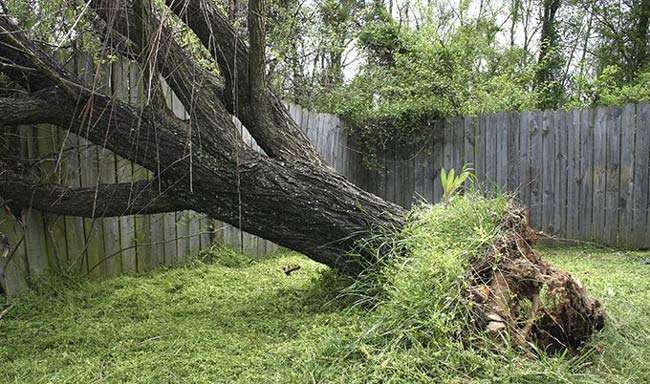 fallen tree in backyard on fence