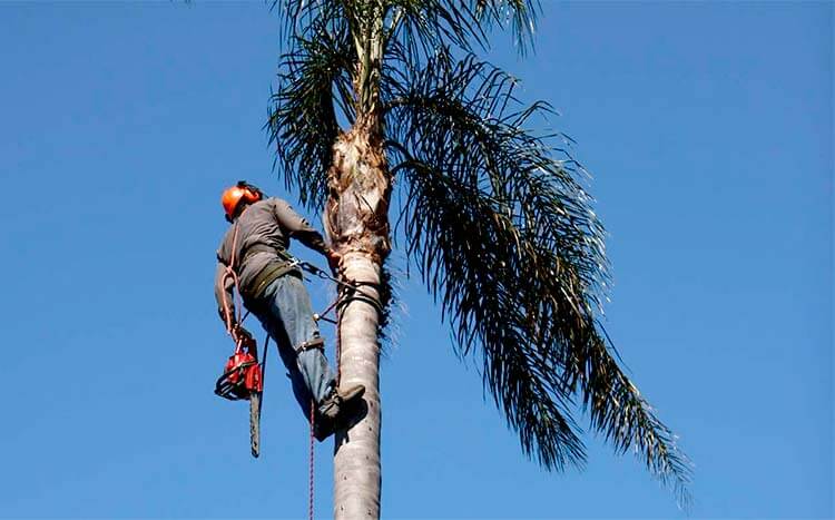 FAQ’s Palm tree cleaning