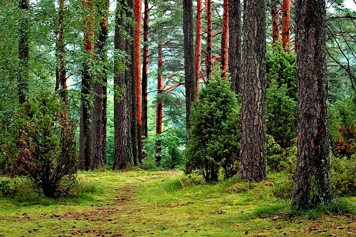 forest of softwood trees