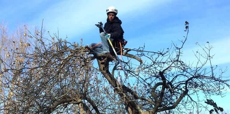 fruit tree pruning cost
