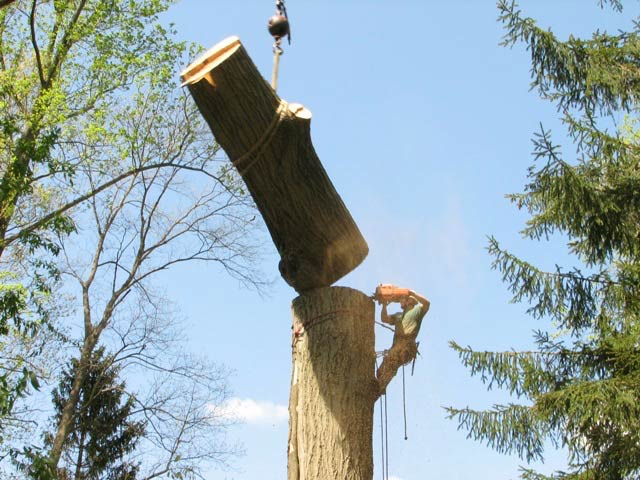 getting a tree removed for free