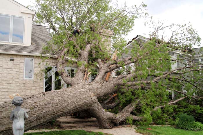 hazardous tree damaged in storm