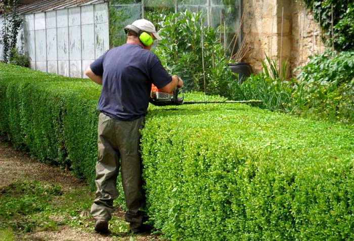 hedge trimming service near me