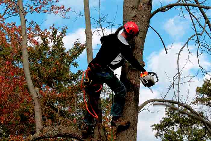 Hiring an arbor tree service pro works
