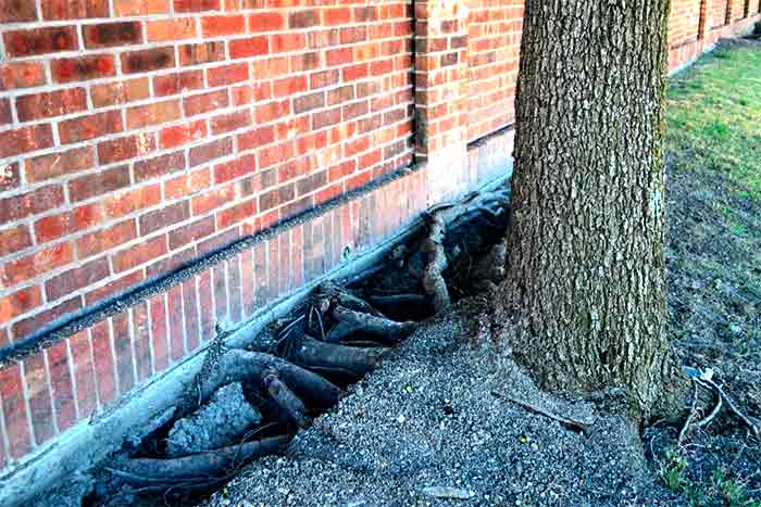 How can you tell if a tree is damaging home foundations tree damaging house