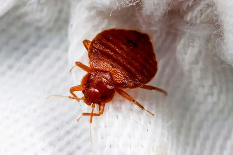 How do you keep bed bugs from coming back