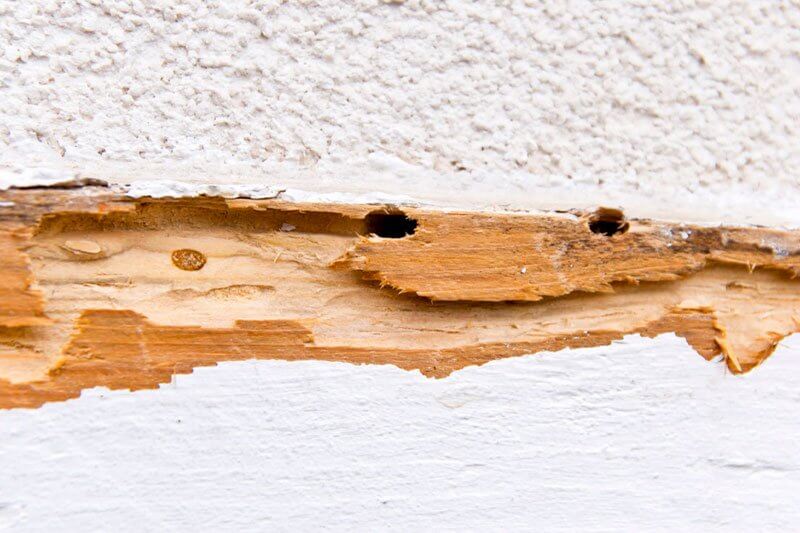 How Do You Tell if You Have Termites in Your Walls