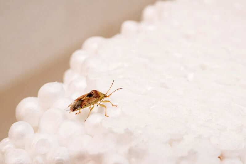 How fast do bedbugs spread from room to room