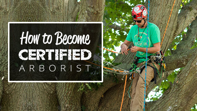 how to become a certified arborist