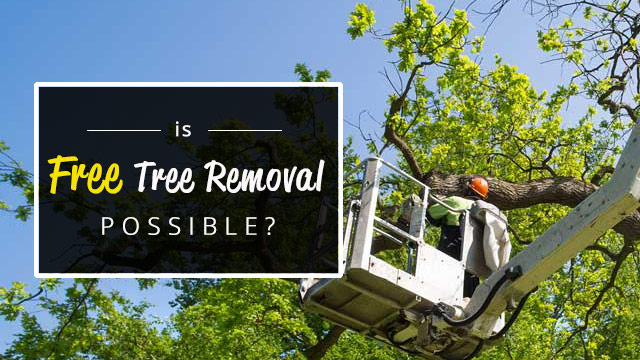 is free tree removal possible