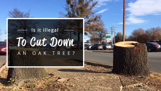 is it illegal to cut down an oak tree