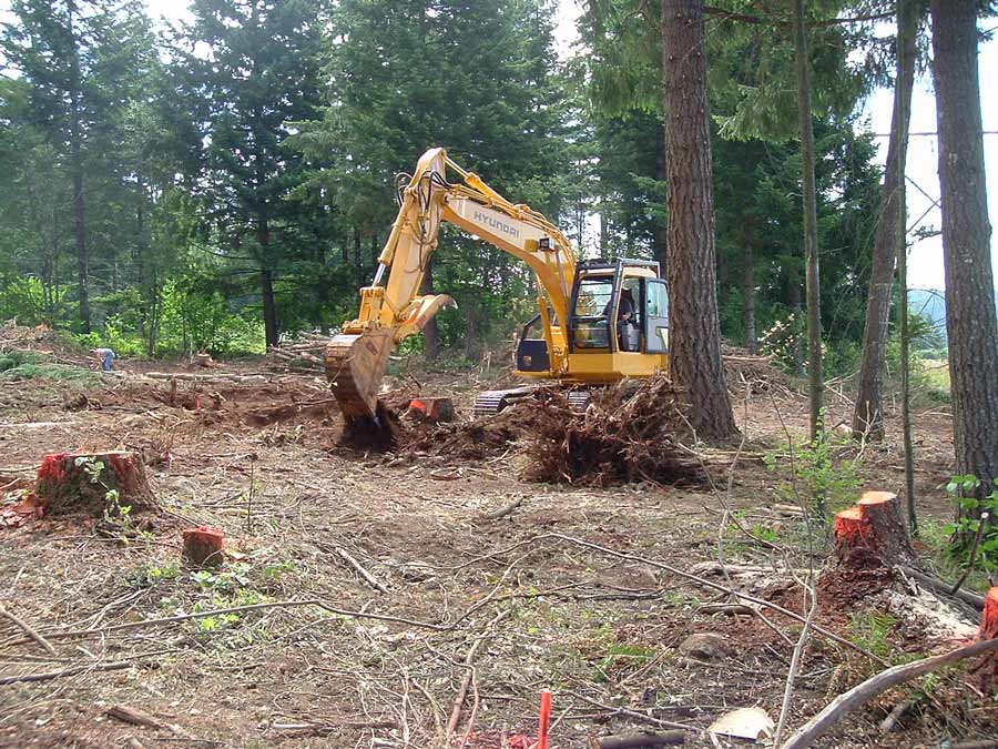 land clearing of trees by acre