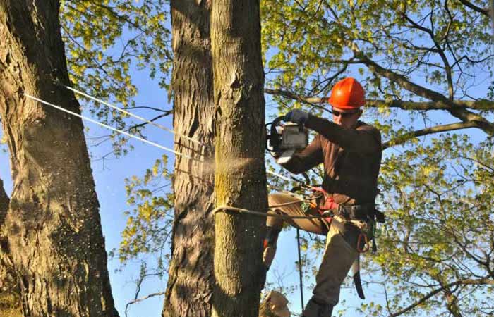 Large tree limb removal