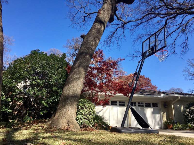 Leaning tree over driveway and house
