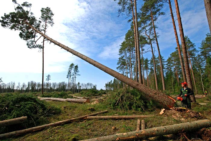 logger cutting down pine tree