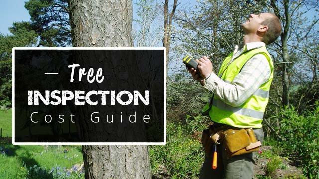 man inspecting tree