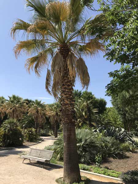 Medium palm tree removal cost example