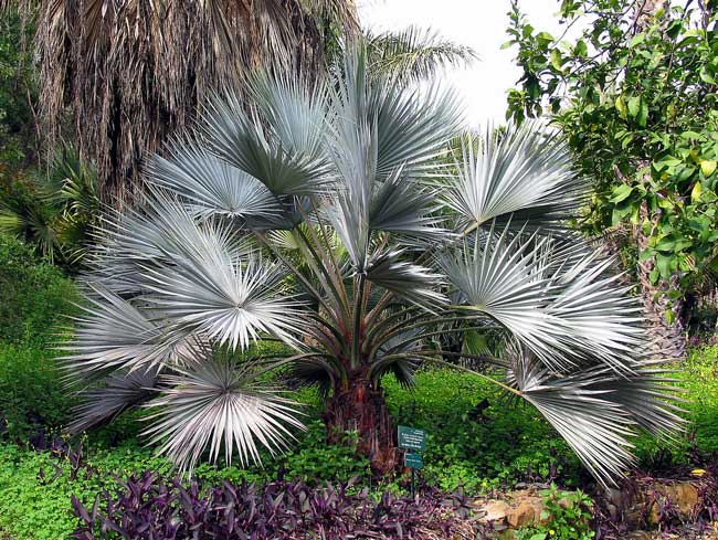 Date-palm-in-front-yard